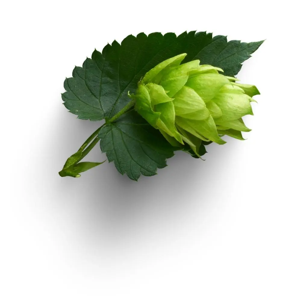 Bio Hopfen