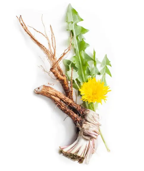 Bio Löwenzahnwurzel